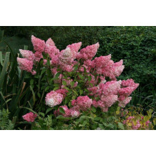 Гортензія волотиста Фрайз Мельба | Hydrangea paniculata Fraise Melba | Гортензия метельчатая Фрайз Мельба