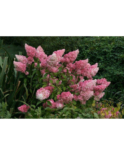 Гортензія волотиста Фрайз Мельба | Hydrangea paniculata Fraise Melba | Гортензия метельчатая Фрайз Мельба