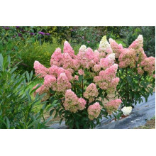 Гортензія волотиста Фрайз Мельба | Hydrangea paniculata Fraise Melba | Гортензия метельчатая Фрайз Мельба