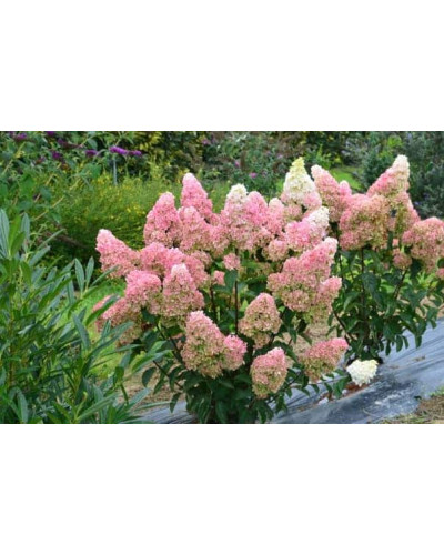 Гортензія волотиста Фрайз Мельба | Hydrangea paniculata Fraise Melba | Гортензия метельчатая Фрайз Мельба
