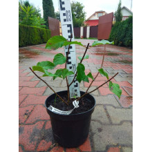 Гортензія волотиста Фрайз Мельба | Hydrangea paniculata Fraise Melba | Гортензия метельчатая Фрайз Мельба