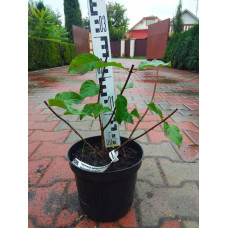 Гортензія волотиста Фрайз Мельба | Hydrangea paniculata Fraise Melba | Гортензия метельчатая Фрайз Мельба