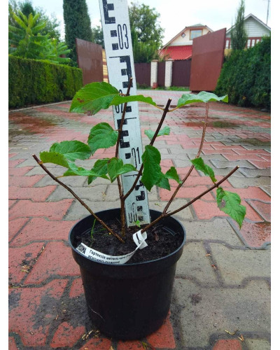 Гортензія волотиста Фрайз Мельба | Hydrangea paniculata Fraise Melba | Гортензия метельчатая Фрайз Мельба