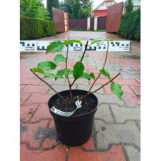 Гортензія волотиста Фрайз Мельба | Hydrangea paniculata Fraise Melba | Гортензия метельчатая Фрайз Мельба