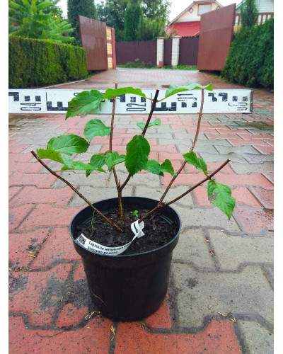 Гортензія волотиста Фрайз Мельба | Hydrangea paniculata Fraise Melba | Гортензия метельчатая Фрайз Мельба