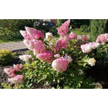 Гортензія волотиста Фрайз Мельба | Hydrangea paniculata Fraise Melba | Гортензия метельчатая Фрайз Мельба