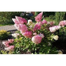 Гортензія волотиста Фрайз Мельба | Hydrangea paniculata Fraise Melba | Гортензия метельчатая Фрайз Мельба
