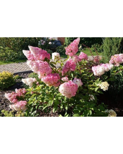 Гортензія волотиста Фрайз Мельба | Hydrangea paniculata Fraise Melba | Гортензия метельчатая Фрайз Мельба