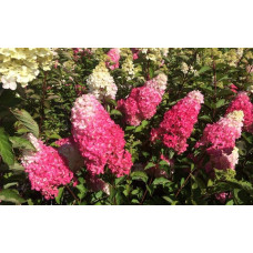 Гортензія волотиста Фрайз Мельба | Hydrangea paniculata Fraise Melba | Гортензия метельчатая Фрайз Мельба