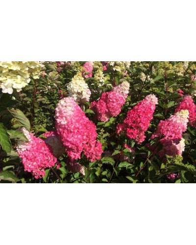 Гортензія волотиста Фрайз Мельба | Hydrangea paniculata Fraise Melba | Гортензия метельчатая Фрайз Мельба
