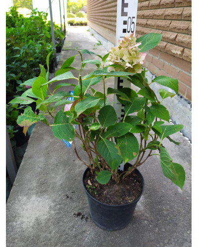 Гортензія волотиста Фрайз Мельба | Hydrangea paniculata Fraise Melba | Гортензия метельчатая Фрайз Мельба