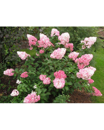 Гортензія волотиста Фрайз Мельба | Hydrangea paniculata Fraise Melba | Гортензия метельчатая Фрайз Мельба
