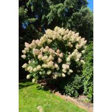 Гортензія волотиста Фантом | Hydrangea paniculata Phantom | Гортензия метельчатая Фантом