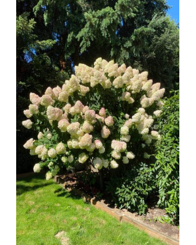 Гортензія волотиста Фантом | Hydrangea paniculata Phantom | Гортензия метельчатая Фантом