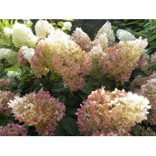 Гортензія волотиста Фантом | Hydrangea paniculata Phantom | Гортензия метельчатая Фантом