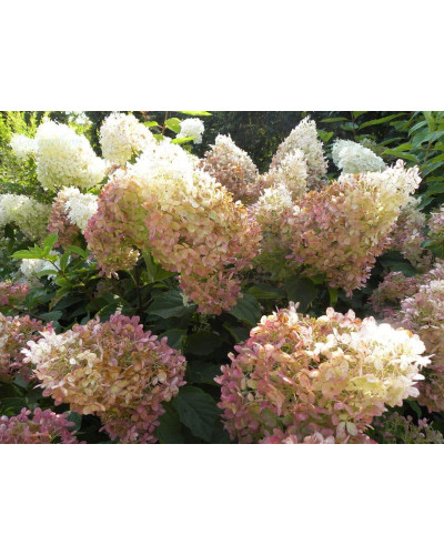 Гортензія волотиста Фантом | Hydrangea paniculata Phantom | Гортензия метельчатая Фантом