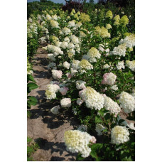 Гортензія волотиста Фантом | Hydrangea paniculata Phantom | Гортензия метельчатая Фантом