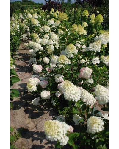 Гортензія волотиста Фантом | Hydrangea paniculata Phantom | Гортензия метельчатая Фантом