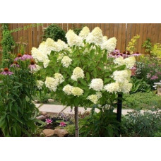 Гортензія волотиста Фантом | Hydrangea paniculata Phantom | Гортензия метельчатая Фантом
