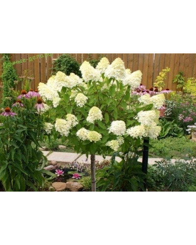 Гортензія волотиста Фантом | Hydrangea paniculata Phantom | Гортензия метельчатая Фантом