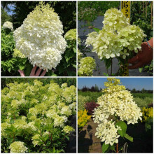 Гортензія волотиста Фантом | Hydrangea paniculata Phantom | Гортензия метельчатая Фантом