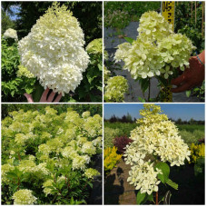 Гортензія волотиста Фантом | Hydrangea paniculata Phantom | Гортензия метельчатая Фантом