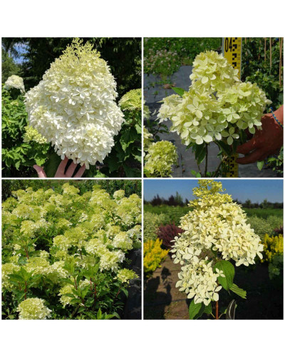 Гортензія волотиста Фантом | Hydrangea paniculata Phantom | Гортензия метельчатая Фантом