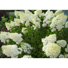 Гортензія волотиста Фантом | Hydrangea paniculata Phantom | Гортензия метельчатая Фантом