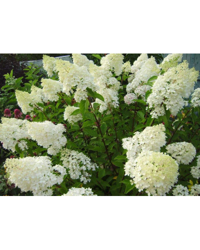 Гортензія волотиста Фантом | Hydrangea paniculata Phantom | Гортензия метельчатая Фантом