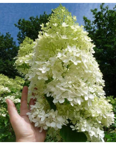 Гортензія волотиста Фантом | Hydrangea paniculata Phantom | Гортензия метельчатая Фантом