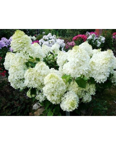 Гортензія волотиста Фантом | Hydrangea paniculata Phantom | Гортензия метельчатая Фантом