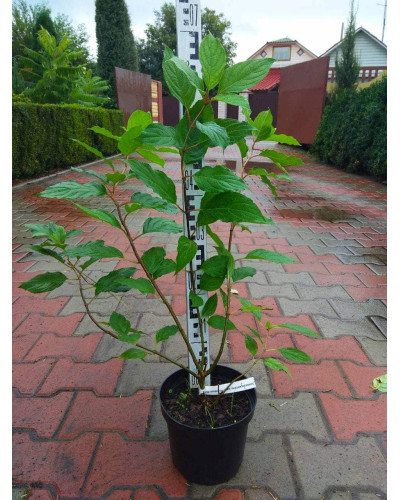 Гортензія волотиста Фантом | Hydrangea paniculata Phantom | Гортензия метельчатая Фантом