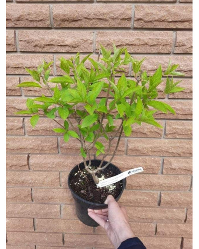 Гортензія волотиста Фантом | Hydrangea paniculata Phantom | Гортензия метельчатая Фантом