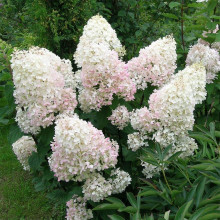 Гортензія волотиста Фантом | Hydrangea paniculata Phantom | Гортензия метельчатая Фантом