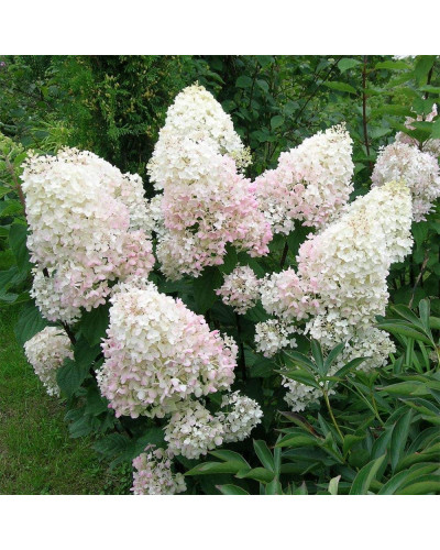 Гортензія волотиста Фантом | Hydrangea paniculata Phantom | Гортензия метельчатая Фантом