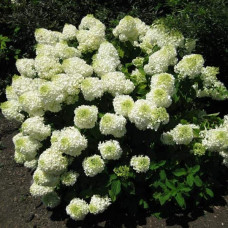 Гортензія волотиста Фантом | Hydrangea paniculata Phantom | Гортензия метельчатая Фантом