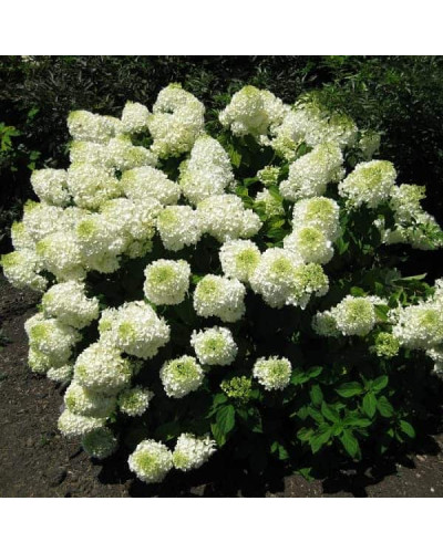 Гортензія волотиста Фантом | Hydrangea paniculata Phantom | Гортензия метельчатая Фантом