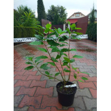 Гортензія волотиста Фантом | Hydrangea paniculata Phantom | Гортензия метельчатая Фантом