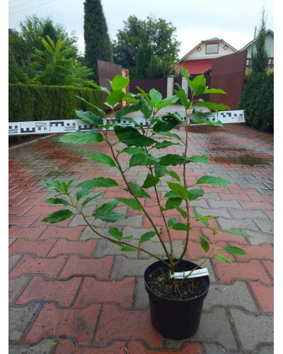 Гортензія волотиста Фантом | Hydrangea paniculata Phantom | Гортензия метельчатая Фантом