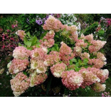 Гортензія волотиста Фантом | Hydrangea paniculata Phantom | Гортензия метельчатая Фантом