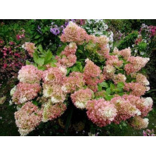 Гортензія волотиста Фантом | Hydrangea paniculata Phantom | Гортензия метельчатая Фантом
