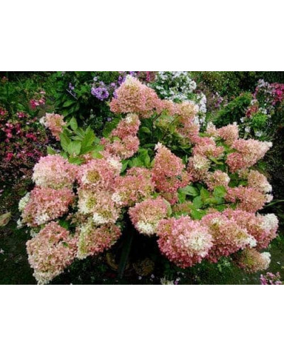 Гортензія волотиста Фантом | Hydrangea paniculata Phantom | Гортензия метельчатая Фантом