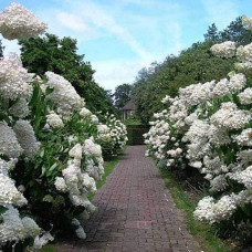 Гортензія волотиста Фантом | Hydrangea paniculata Phantom | Гортензия метельчатая Фантом