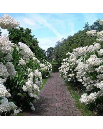 Гортензія волотиста Фантом | Hydrangea paniculata Phantom | Гортензия метельчатая Фантом