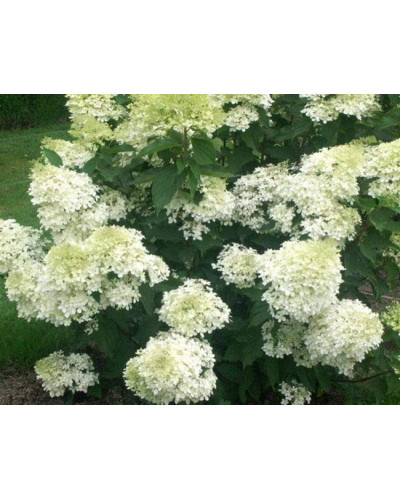 Гортензія волотиста Фантом | Hydrangea paniculata Phantom | Гортензия метельчатая Фантом