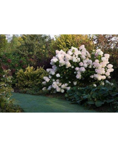 Гортензія волотиста Фантом | Hydrangea paniculata Phantom | Гортензия метельчатая Фантом