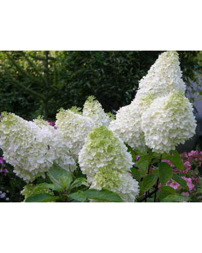 Гортензія волотиста Фантом | Hydrangea paniculata Phantom | Гортензия метельчатая Фантом