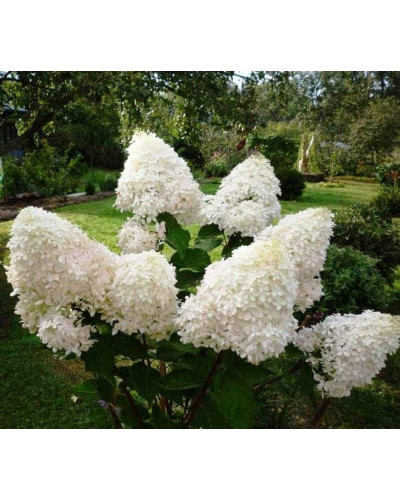Гортензія волотиста Фантом | Hydrangea paniculata Phantom | Гортензия метельчатая Фантом
