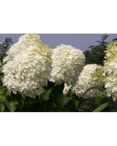 Гортензія волотиста Фантом | Hydrangea paniculata Phantom | Гортензия метельчатая Фантом