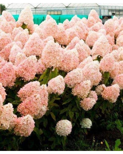 Гортензія волотиста Фантом | Hydrangea paniculata Phantom | Гортензия метельчатая Фантом